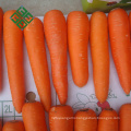 fresh carrot